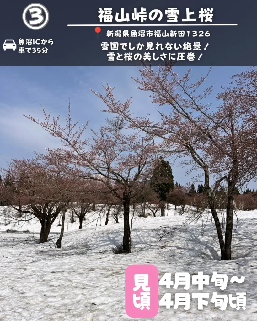 福山峠の雪上桜