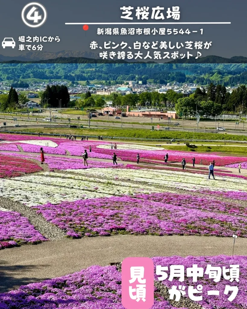 芝桜広場